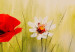 Canvas Poppies and Daisies (3-piece) - Colourful meadow of flowers with a dew effect 48651 additionalThumb 2