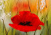 Canvas Poppies and Daisies (3-piece) - Colourful meadow of flowers with a dew effect 48651 additionalThumb 3