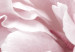 Canvas Beauty of Nature (1-part) - Peony Flowers in Shades of Pink 114981 additionalThumb 5