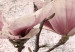 Canvas Floral Texture of Rose (3-part) - Magnolias in Rustic Nature 122781 additionalThumb 5