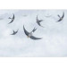 Wall Mural Birds in flight - animals on a background of calm sky in shades of blue 143791 additionalThumb 3