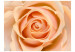 Wall Mural Peach Rose - Natural Plant Motif with a Rose Flower in the Center 60302 additionalThumb 1