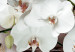Canvas Orchid in a Silver Drops II 61902 additionalThumb 5