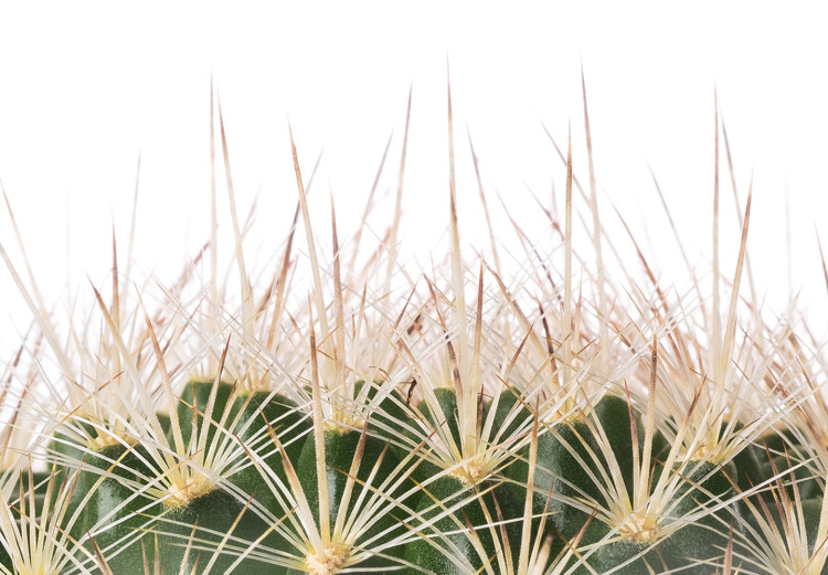 Canvas Cactus With Eyes (1 Part) Vertical 116872 additionalImage 5