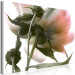 Canvas Peony Elegance (1-part) - Blooming and Delicate Flower Nature 122672 additionalThumb 2