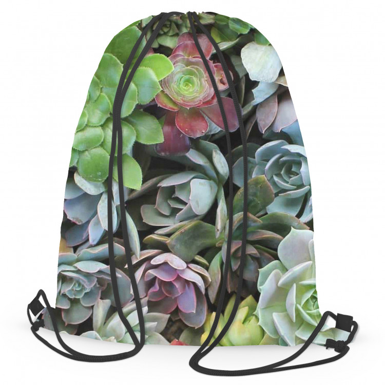 Backpack Variety of succulents - a plant composition with rich detailing 147572