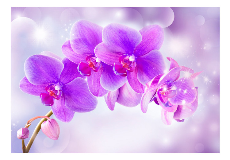 Wall Mural Purple orchids - floral motif on a background with light glow effect 106592 additionalImage 1