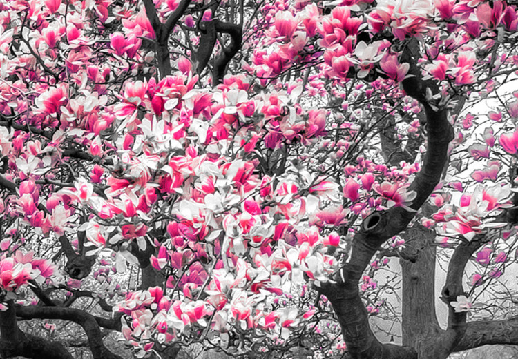 Canvas Blooming Magnolias - triptych with magnolia trees and pink flowers 128792 additionalImage 4