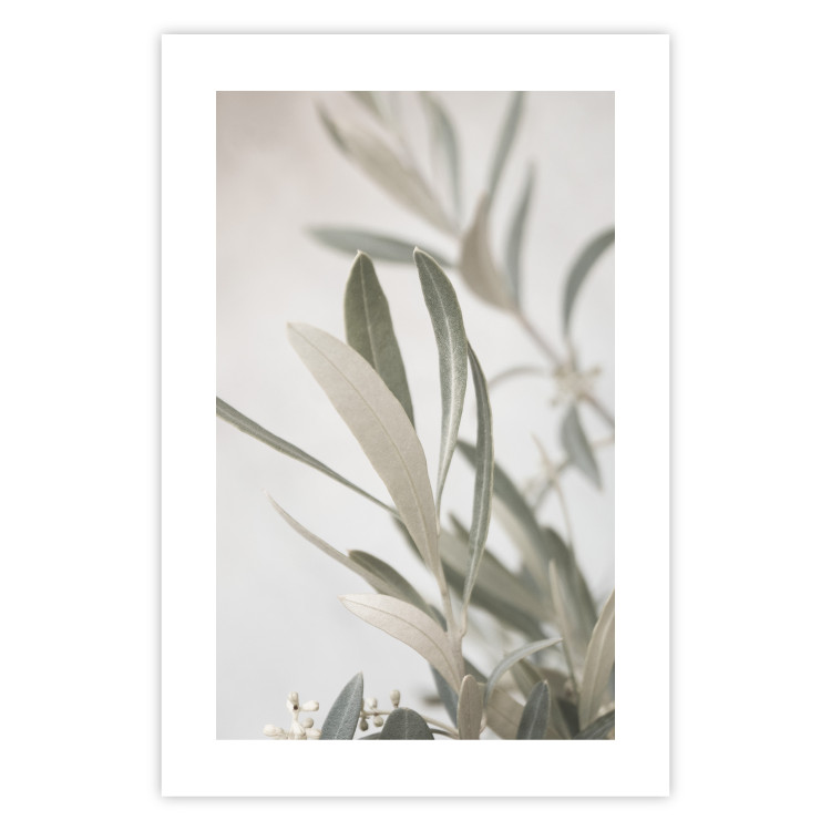 Poster Olive Tree Twig - Frame for a Fragment of Mediterranean Vegetation 145233 additionalImage 16