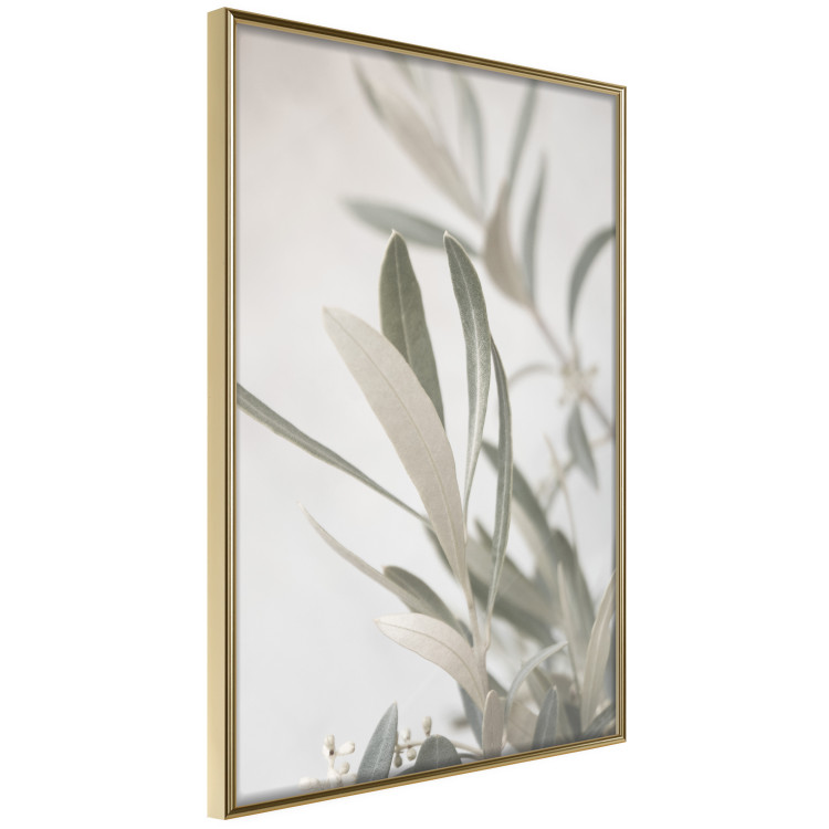 Poster Olive Tree Twig - Frame for a Fragment of Mediterranean Vegetation 145233 additionalImage 6