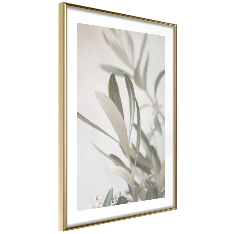 Poster Olive Tree Twig - Frame for a Fragment of Mediterranean Vegetation 145233 additionalImage 8