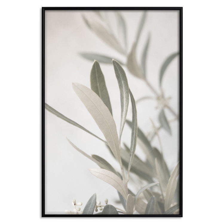 Poster Olive Tree Twig - Frame for a Fragment of Mediterranean Vegetation 145233 additionalImage 17