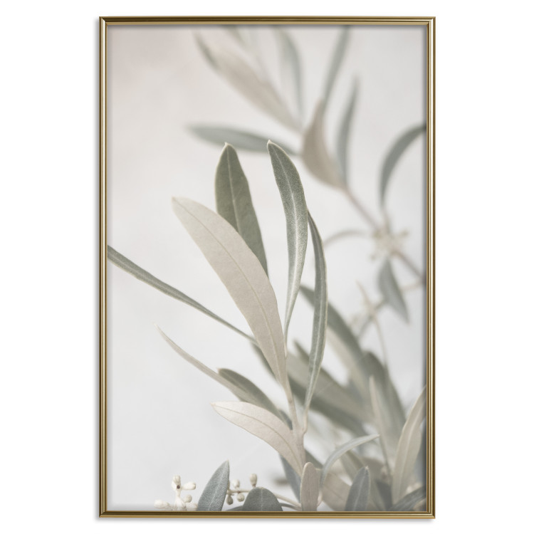 Poster Olive Tree Twig - Frame for a Fragment of Mediterranean Vegetation 145233 additionalImage 18