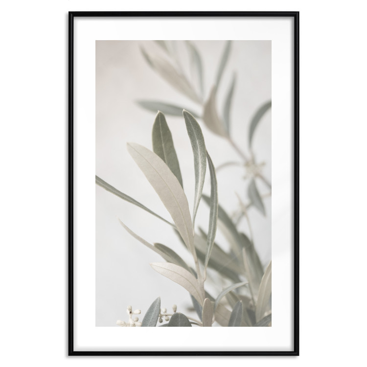 Poster Olive Tree Twig - Frame for a Fragment of Mediterranean Vegetation 145233 additionalImage 20