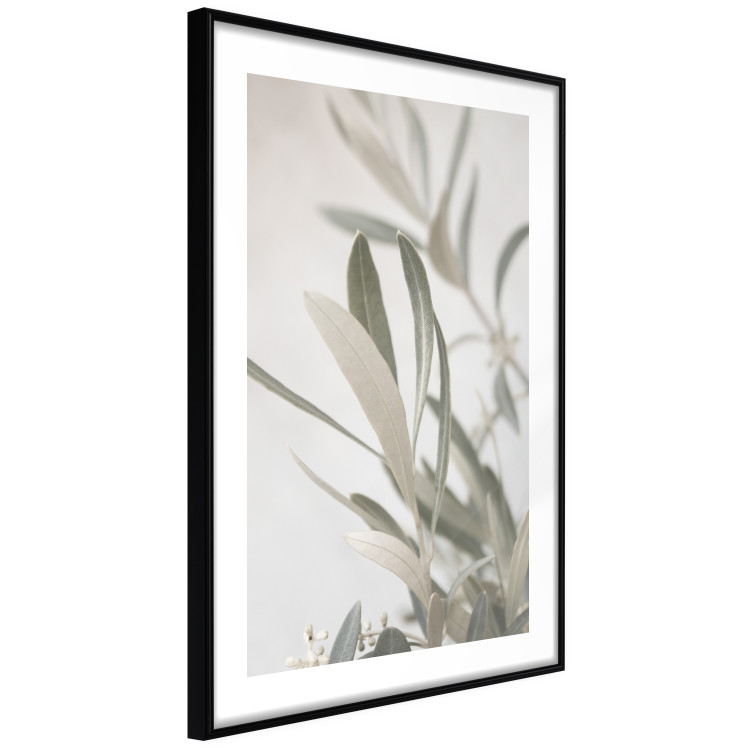 Poster Olive Tree Twig - Frame for a Fragment of Mediterranean Vegetation 145233 additionalImage 7