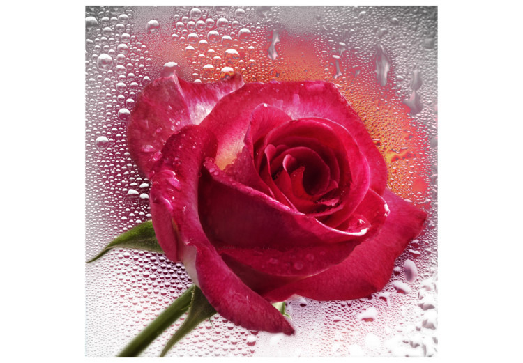 Wall Mural Rose - Portrait of a Single Pink Flower on Glass with Water Droplets 60333 additionalImage 1