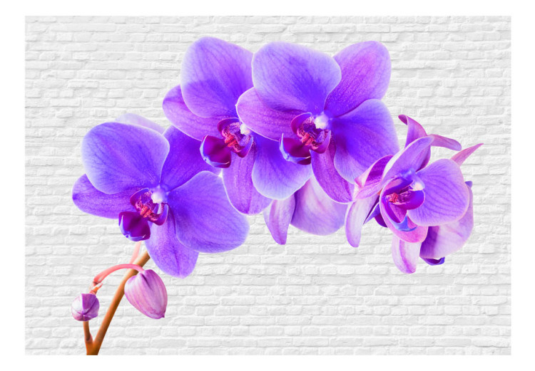 Wall Mural Purple Excitement - Orchid Flower Motif on a White Brick Background 60243 additionalImage 1