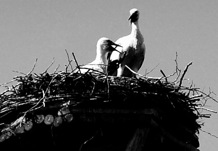 Canvas Parental horizons - black and white photography with birds and sky 122353 additionalImage 5