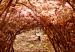 Canvas Corridor of trees - autumn forest path covered with leaves 123893 additionalThumb 5