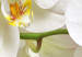 Wall Mural Orchid branch - delicate composition with close-up on white flowers 114514 additionalThumb 3