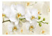 Wall Mural Orchid branch - delicate composition with close-up on white flowers 114514 additionalThumb 1