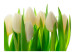 Wall Mural White Tulips - Natural Floral Motif with Energetic Green 60344 additionalThumb 1