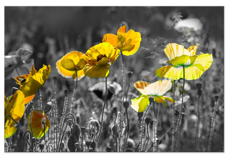 Canvas Nature's Contrast (1-part) - Spring Meadow of Blooming Poppies 123054