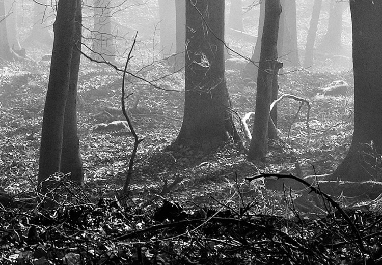 Canvas Monochrome Forest 98564 additionalImage 5