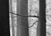 Canvas Monochrome Forest 98564 additionalThumb 4