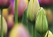 Canvas Rainbow-hued tulips 58484 additionalThumb 3