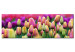 Canvas Rainbow-hued tulips 58484