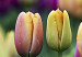 Canvas Rainbow-hued tulips 58484 additionalThumb 4