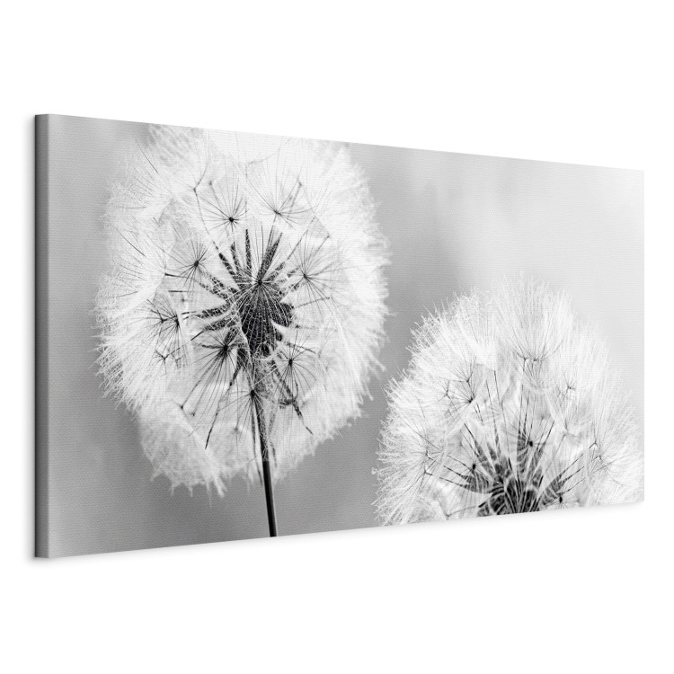 Canvas Fluffy Dandelions (1 Part) Grey Wide 107225 additionalImage 2