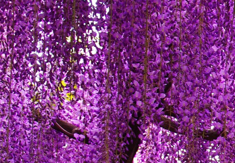 Canvas Wisteria 50125 additionalImage 5