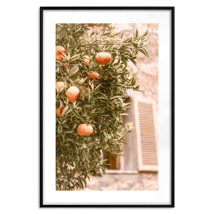 Poster Urban Greenery - Citrus Tree Against the Background of an Old Building 145235 additionalImage 9