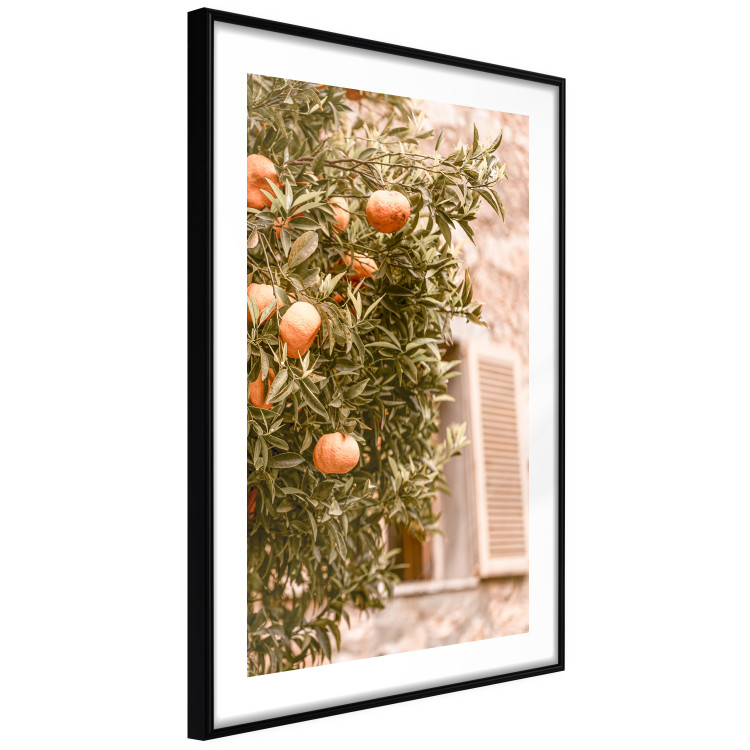 Poster Urban Greenery - Citrus Tree Against the Background of an Old Building 145235 additionalImage 7