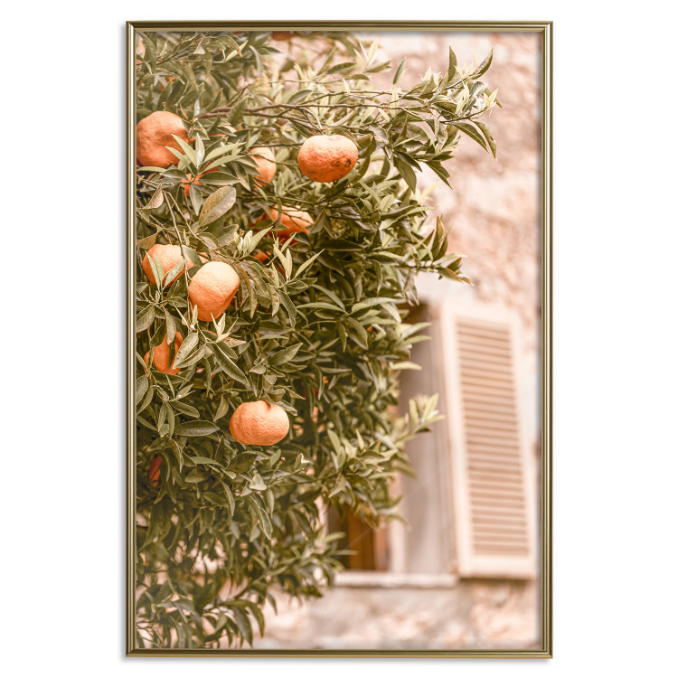 Poster Urban Greenery - Citrus Tree Against the Background of an Old Building 145235 additionalImage 18