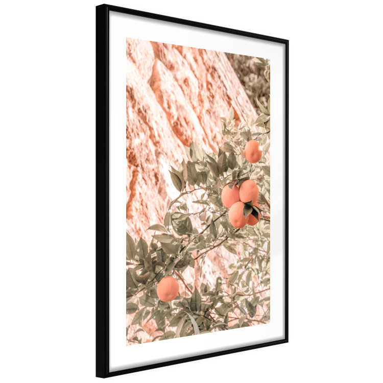 Poster Young Clementines - Branch of a Mandarin Tree With Fruits 145335 additionalImage 5