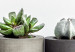 Canvas Scandinavian details - succulents on the shelf and a ''hello'' sign 117455 additionalThumb 4