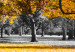 Canvas Autumn in the Park (1 Part) Wide Gold 122755 additionalThumb 4