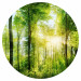 Round wallpaper Forest in the Sunshine - Lush Deciduous Trees in the Morning 149165 additionalThumb 1