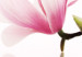 Canvas Magnolias: pink flowers 50065 additionalThumb 5
