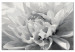 Paint by Number Kit Black & White Flower 107175 additionalThumb 5