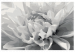 Paint by Number Kit Black & White Flower 107175 additionalThumb 6