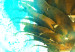 Canvas Golden pineapple - abstraction with a still life on a blue background 131675 additionalThumb 4