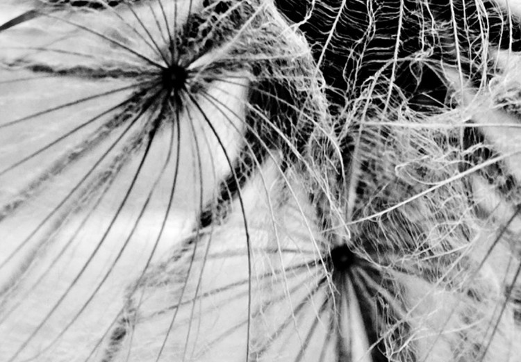 Round Canvas The Power of Nature - A Black and White Close-up of a Dandelion in the Wind 148606 additionalImage 3