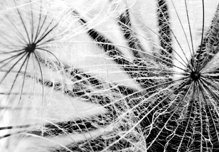 Round Canvas The Power of Nature - A Black and White Close-up of a Dandelion in the Wind 148606 additionalImage 2