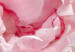 Canvas Blossoming Colors of Nature (1-part) - Peony Flower in Shades of Pink 118326 additionalThumb 4
