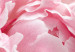 Canvas Blossoming Colors of Nature (1-part) - Peony Flower in Shades of Pink 118326 additionalThumb 5