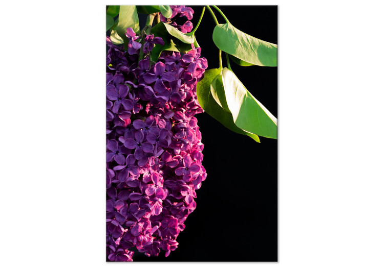 Canvas Common Lilac - a purple flower and leaves on a black background 121626